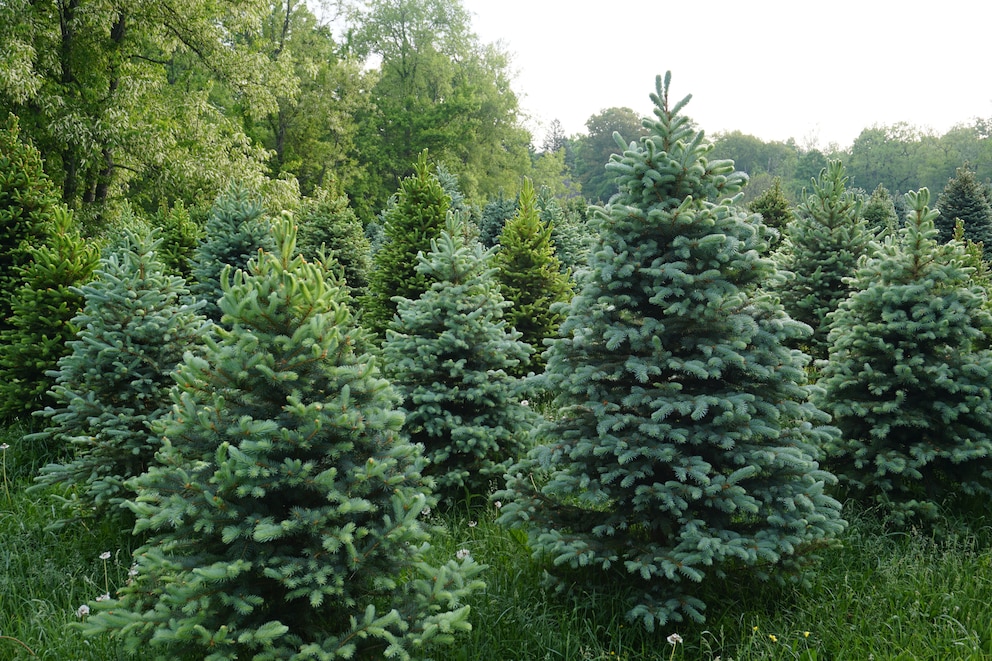 Nordmanntannen sind in Deutschen Haushalten sehr beliebt zur Weihnachtszeit