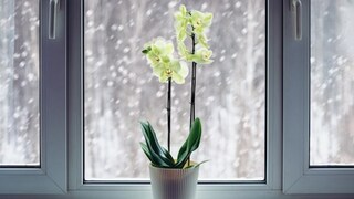Gerade im Winter benötigen Orchideen eine besondere Pflege
