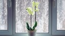 Gerade im Winter benötigen Orchideen eine besondere Pflege