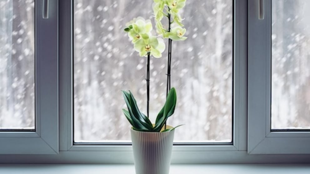 Gerade im Winter benötigen Orchideen eine besondere Pflege