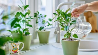 Leitungswasser kann stellenweise kalkhaltig sein, doch ist destilliertes Wasser eine Alternative, um Zimmerpflanzen zu gießen?