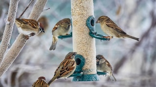 Wann ist Vögel füttern im Garten verboten?