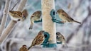 Wann ist Vögel füttern im Garten verboten?