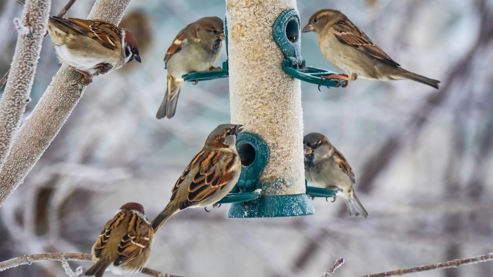 Wann ist Vögel füttern im Garten verboten?