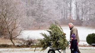 Wer den Weihnachtsbaum besonders früh kauft, sollte ihn am besten drinnen lagern oder bereits aufstellen