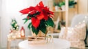 Bei der Pflege von Weihnachtssternen können Fehler passieren, die dafür sorgen, dass die Pflanze eingeht