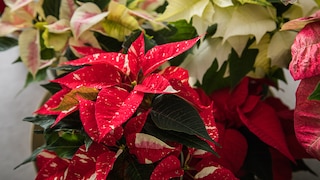 Nach dem Fest müssen Weihnachtssterne nicht entsorgt werden, man kann sie an einem hellen und warmen Standort übersommern