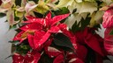Nach dem Fest m&uuml;ssen Weihnachtssterne nicht entsorgt werden, man kann sie an einem hellen und warmen Standort &uuml;bersommern