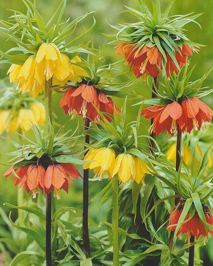 5 Kaiserkronen gemischt Fritillaria