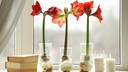Mit etwas Aufwand ist es sogar m&ouml;glich Amaryllis in Wachs zu &uuml;berwintern