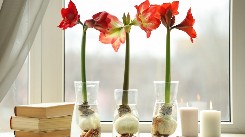 Mit etwas Aufwand ist es sogar möglich Amaryllis in Wachs zu überwintern