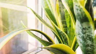 Bogenhanf fühlt sich an einem hellen Fensterplatz sehr wohl