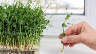 Für Erbsengrün muss man nicht auf höhere Temperaturen warten, sie können das ganze Jahr auf der Fensterbank gezogen werden