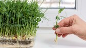 Für Erbsengrün muss man nicht auf höhere Temperaturen warten, sie können das ganze Jahr auf der Fensterbank gezogen werden