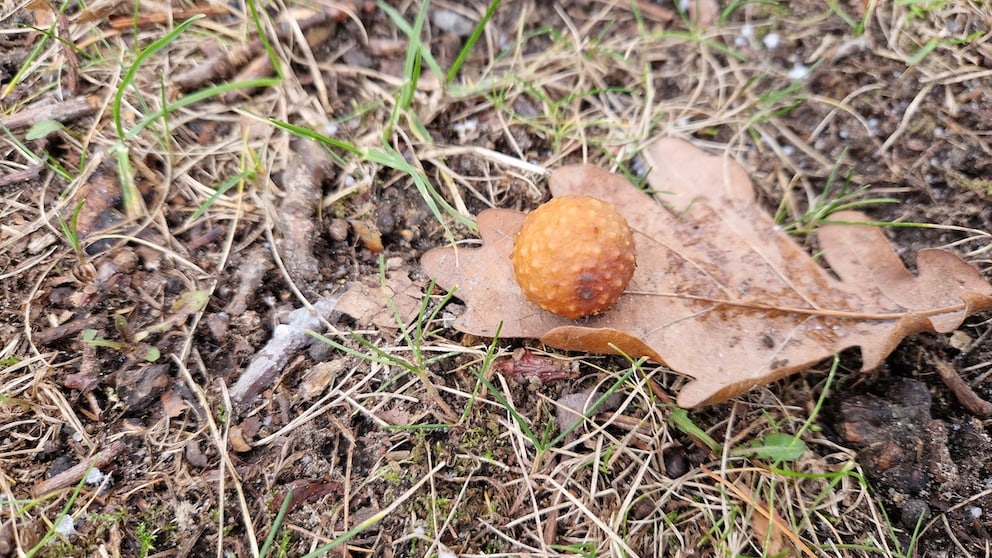 Sogenannte gallen finden sich unter Bäumen, an Blättern, Früchten oder sogar Wurzeln