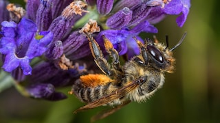 Die Garten-Blattschneiderbiene wurde zur Wildbiene des Jahres 2025 gewählt