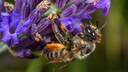 Die Garten-Blattschneiderbiene wurde zur Wildbiene des Jahres 2025 gew&auml;hlt