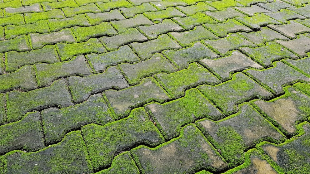 In der Kombination mit Wasser kann Grünbelag rutschig werden