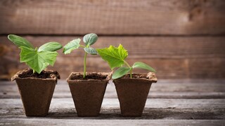 Gurken vorziehen ist sehr beliebt bei Gartenanfängern. Ein paar Punkte sollten für eine erfolgreiche Ernte beachtet werden.