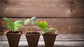 Gurken vorziehen ist sehr beliebt bei Gartenanfängern. Ein paar Punkte sollten für eine erfolgreiche Ernte beachtet werden.