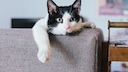 Wie viele Katzen sind in der Wohnung erlaubt?