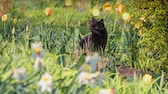 Hilft Kaffeesatz gegen Katzen im Garten?