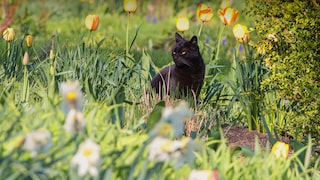 Hilft Kaffeesatz gegen Katzen im Garten?