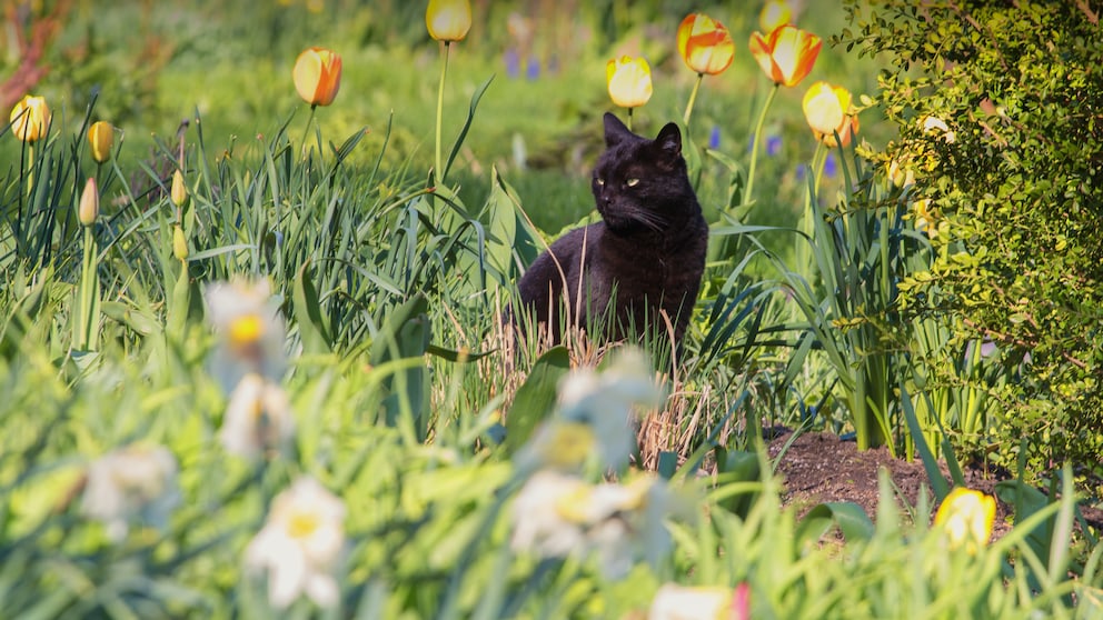 Hilft Kaffeesatz gegen Katzen im Garten?