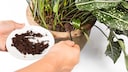 Zimmerpflanzen mit Kaffeesatz düngen