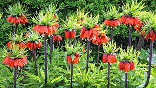 Die Kaiserkrone ist ein optisches Highlight im Garten