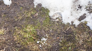 Nach dem Winter ist bei einigen Gartenbesitzern der Rasen matschig