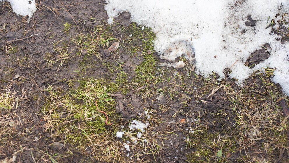 Nach dem Winter ist bei einigen Gartenbesitzern der Rasen matschig