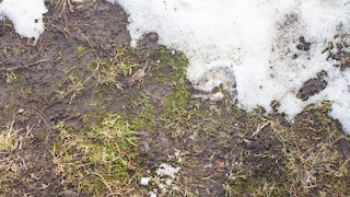 Nach dem Winter ist bei einigen Gartenbesitzern der Rasen matschig