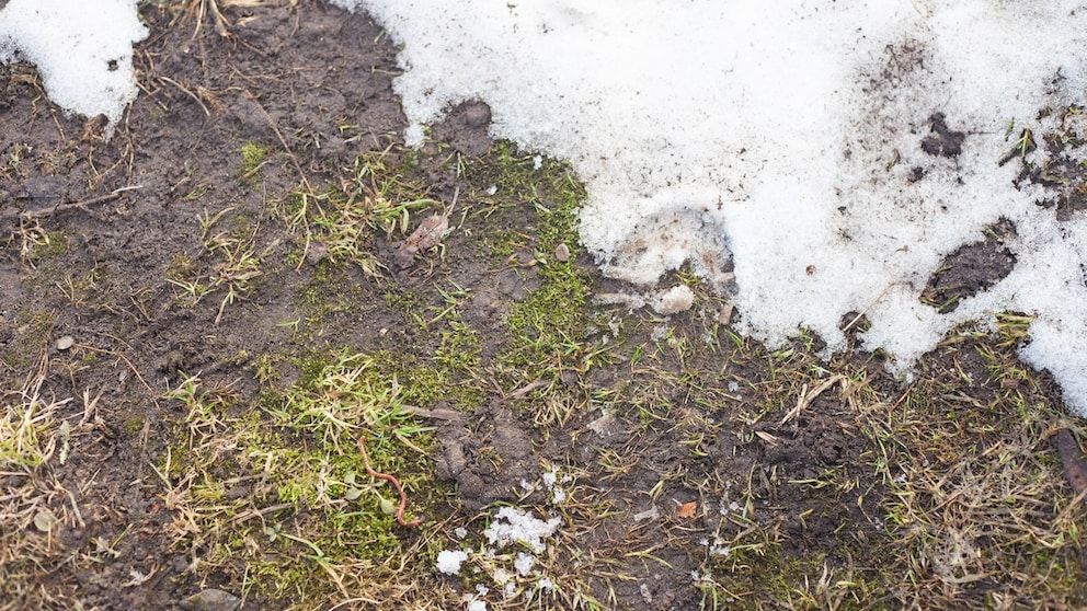 Nach dem Winter ist bei einigen Gartenbesitzern der Rasen matschig