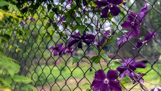 Darf der Nachbar meinen Zaun bepflanzen? Zum Beispiel mit Clematis- oder anderen Rankfplanzen?