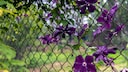 Darf der Nachbar meinen Zaun bepflanzen? Zum Beispiel mit Clematis- oder anderen Rankfplanzen?