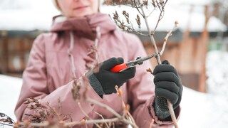 Beim Pflanzenschnitt im Januar sollten immer mindestens –5 Grad Celsius vorherrschen