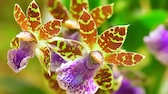 Zygopetalum gehört zu den eher pflegeleichten Orchideenarten.