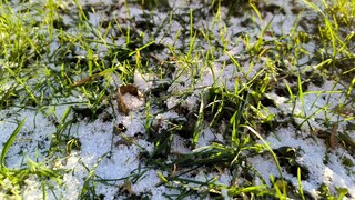 Bereits im Januar kann man schon ein wenig für den Rasen im Garten tun