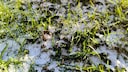 Bereits im Januar kann man schon ein wenig für den Rasen im Garten tun