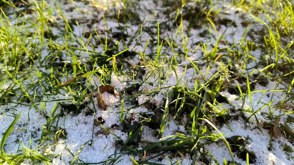 Bereits im Januar kann man schon ein wenig für den Rasen im Garten tun