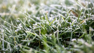 Rasen nach dem Winter