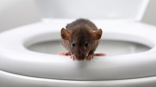 Es hört sich kurios an, aber unter gewissen Umständen können Ratten in der Toilette auftauchen