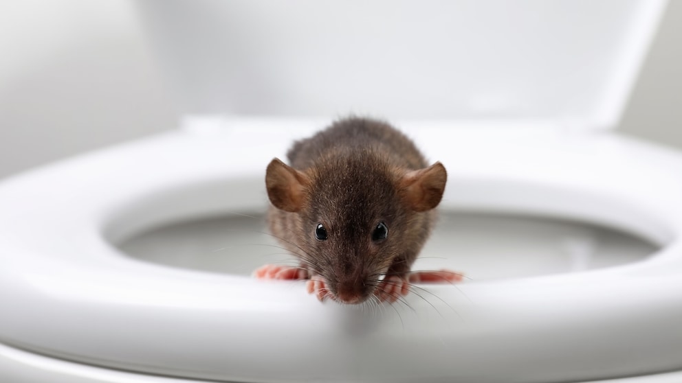 Es hört sich kurios an, aber unter gewissen Umständen können Ratten in der Toilette auftauchen