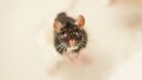 Es hört sich kurios an, aber unter gewissen Umständen können Ratten in der Toilette auftauchen