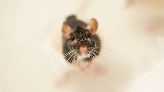 Es hört sich kurios an, aber unter gewissen Umständen können Ratten in der Toilette auftauchen