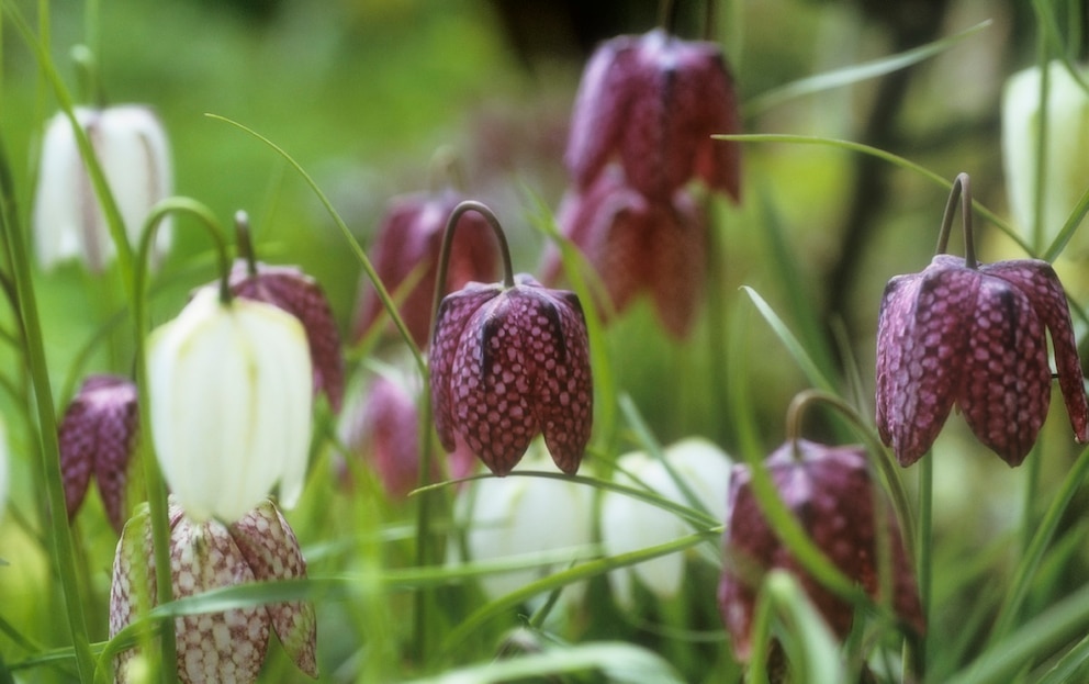 Die Schachbrettblume besticht durch ihre filigrane Art und ihr Muster