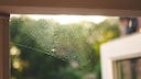 Im Sonnenlicht kann man erkennen, um welche Kunstwerke es sich bei Spinnenweben handelt