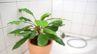 Die Spuckpalme fühlt sich auch in einem Badezimmer mit Fenster wohl.