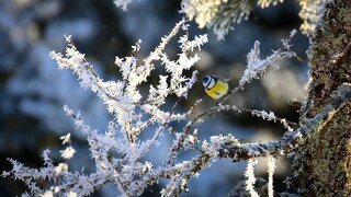 Es gibt Bauernregeln im Februar, die Aufschluss über das kommende Wetter geben